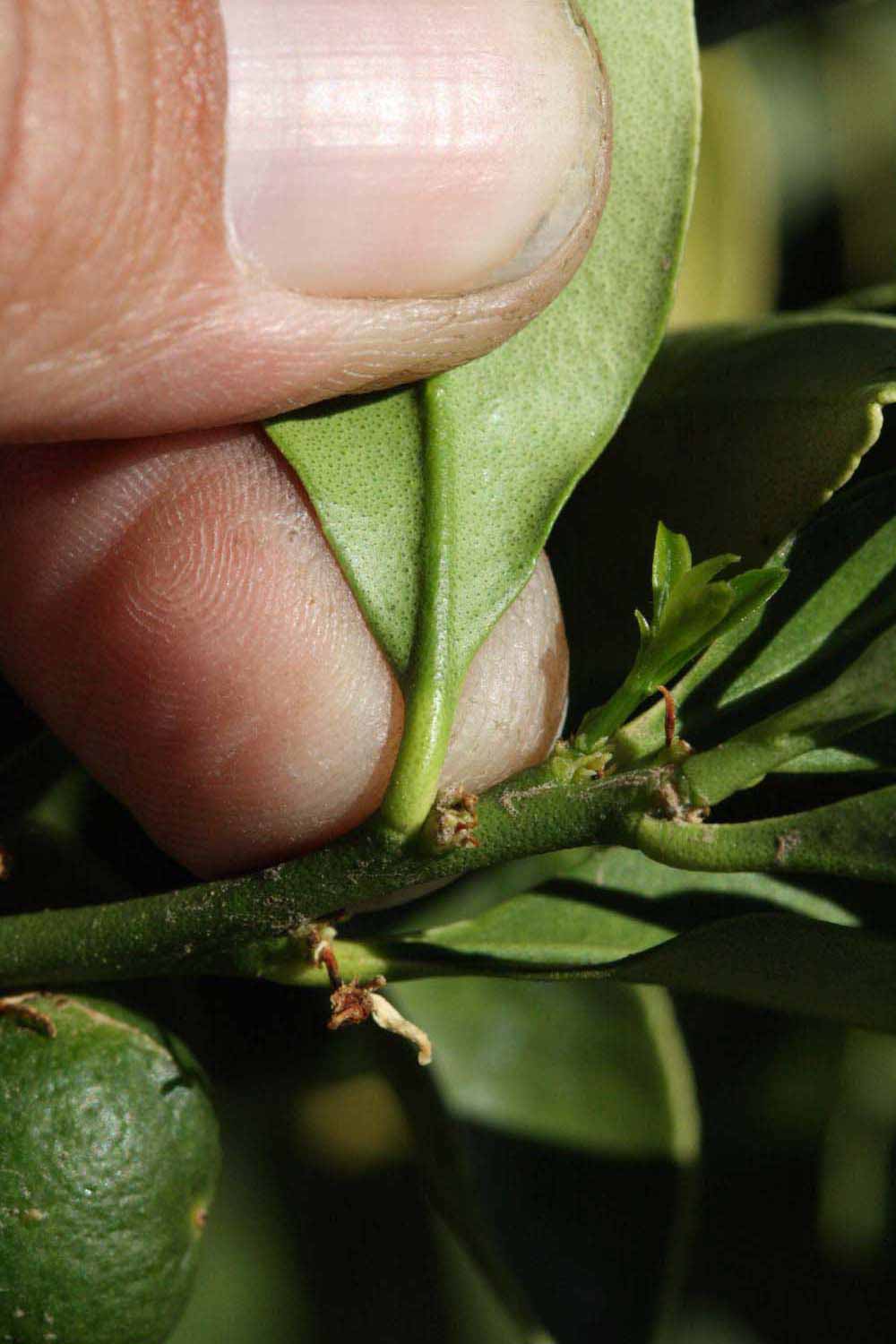              Petiole (Riverside, CA)       